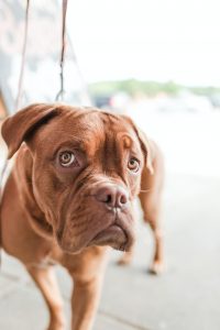 Is CBD Safe For Pets?